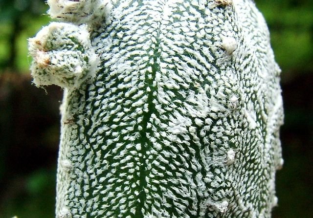 Astrophytum myriostigma  'columnare' cv.minima (Huboki) 04